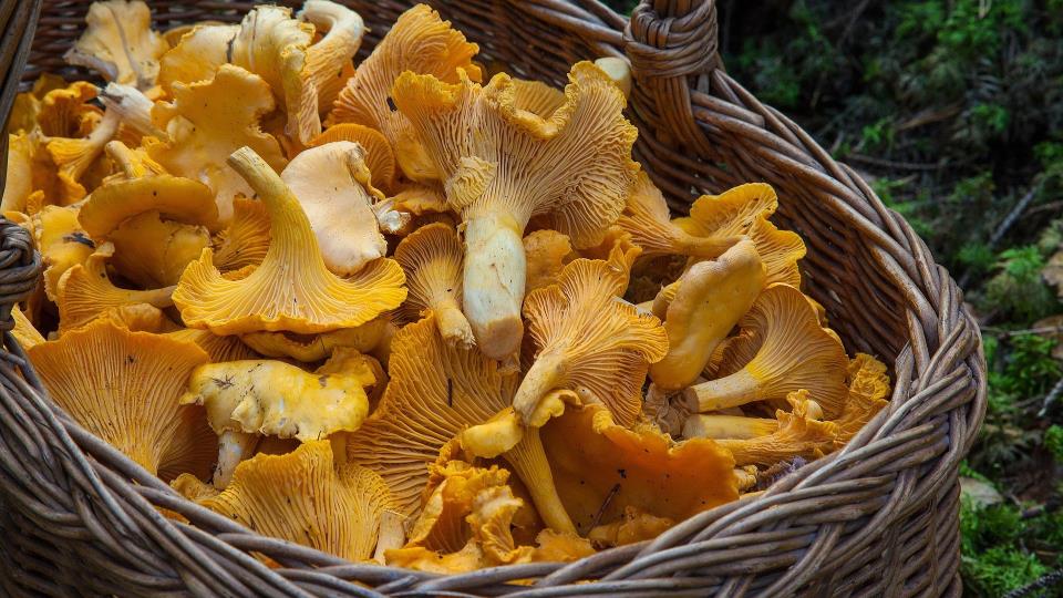 Lenke til artikkel: Vær helt sikker på hvilken sopp du tar med hjem.