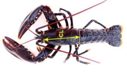 Lenke til artikkel: Ny metode for måling av hummer
