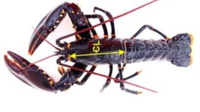 Lenke til artikkel: Ny metode for måling av hummer