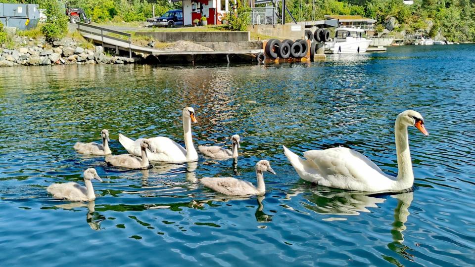 Lenke til artikkel: Fugleinfluensa påvist hos villfugl i området