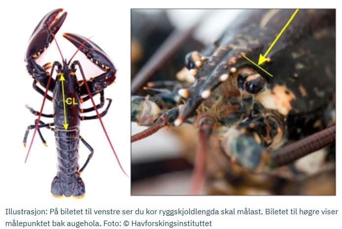 Hummer - Klikk for stort bilde